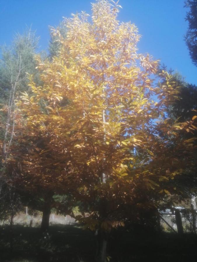 Cabana May Pao, Para 3 En Melipeuco Cerca Del Parque Nacional Conguillio Buitenkant foto