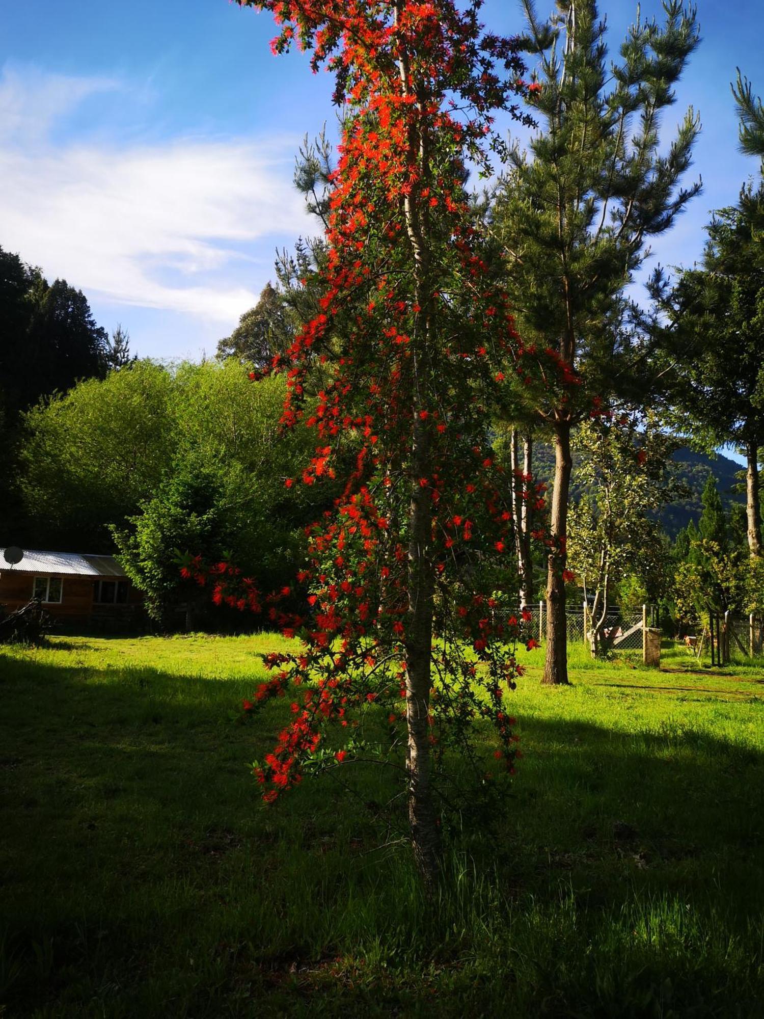 Cabana May Pao, Para 3 En Melipeuco Cerca Del Parque Nacional Conguillio Buitenkant foto